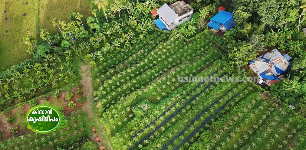 ഡ്രാഗൺ ഫ്രൂട്ട് കൃഷിയിലേക്ക് ഇറങ്ങിയ രവീന്ദ്രൻ്റെ വിജയഗാഥ
