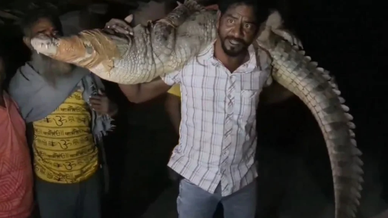 man carries 8 foot crocodile on shoulder as officials fail to show up