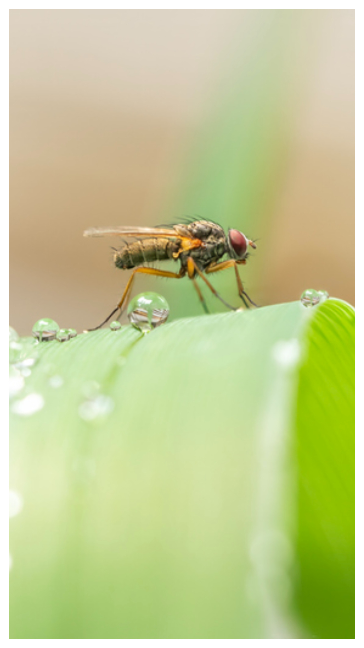 7 things to do to keep insects away from your home during the monsoon season