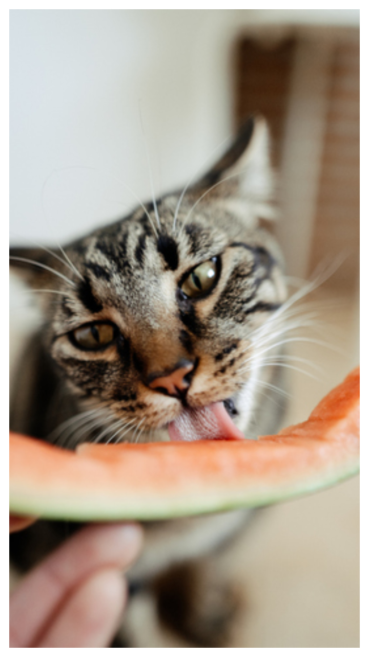 These are 7 food items that are not safe for pets