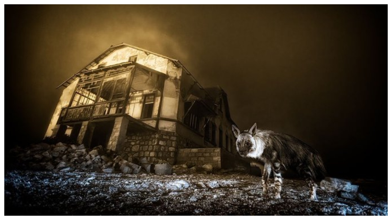 Visitor from Ghost Town wins Wildlife Photographer of the Year award
