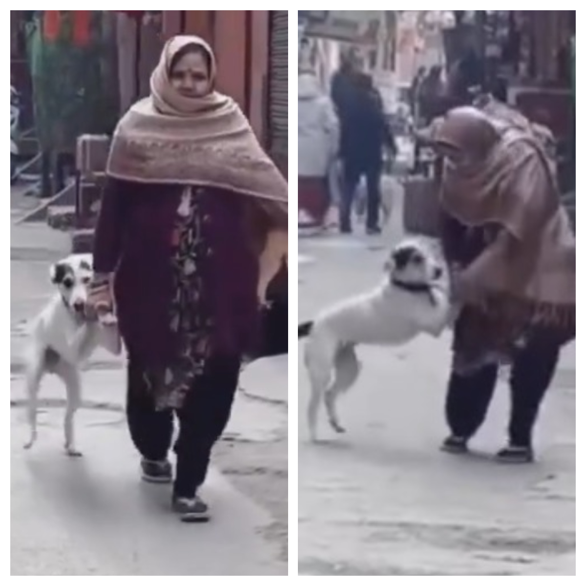 Pet dog two legged walk and mother goes viral on social media