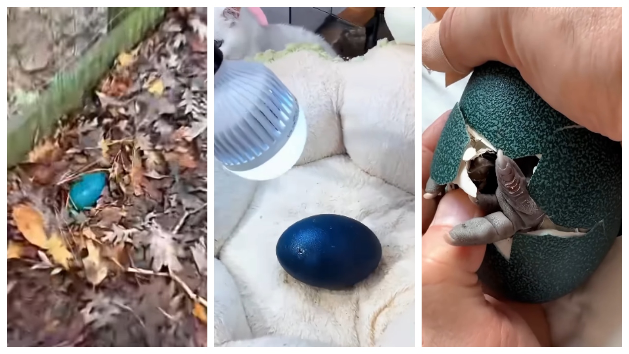 viral video emu hatched from the blue egg obtained from the roadside