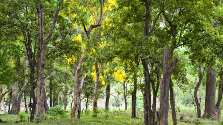 sandalwood trees