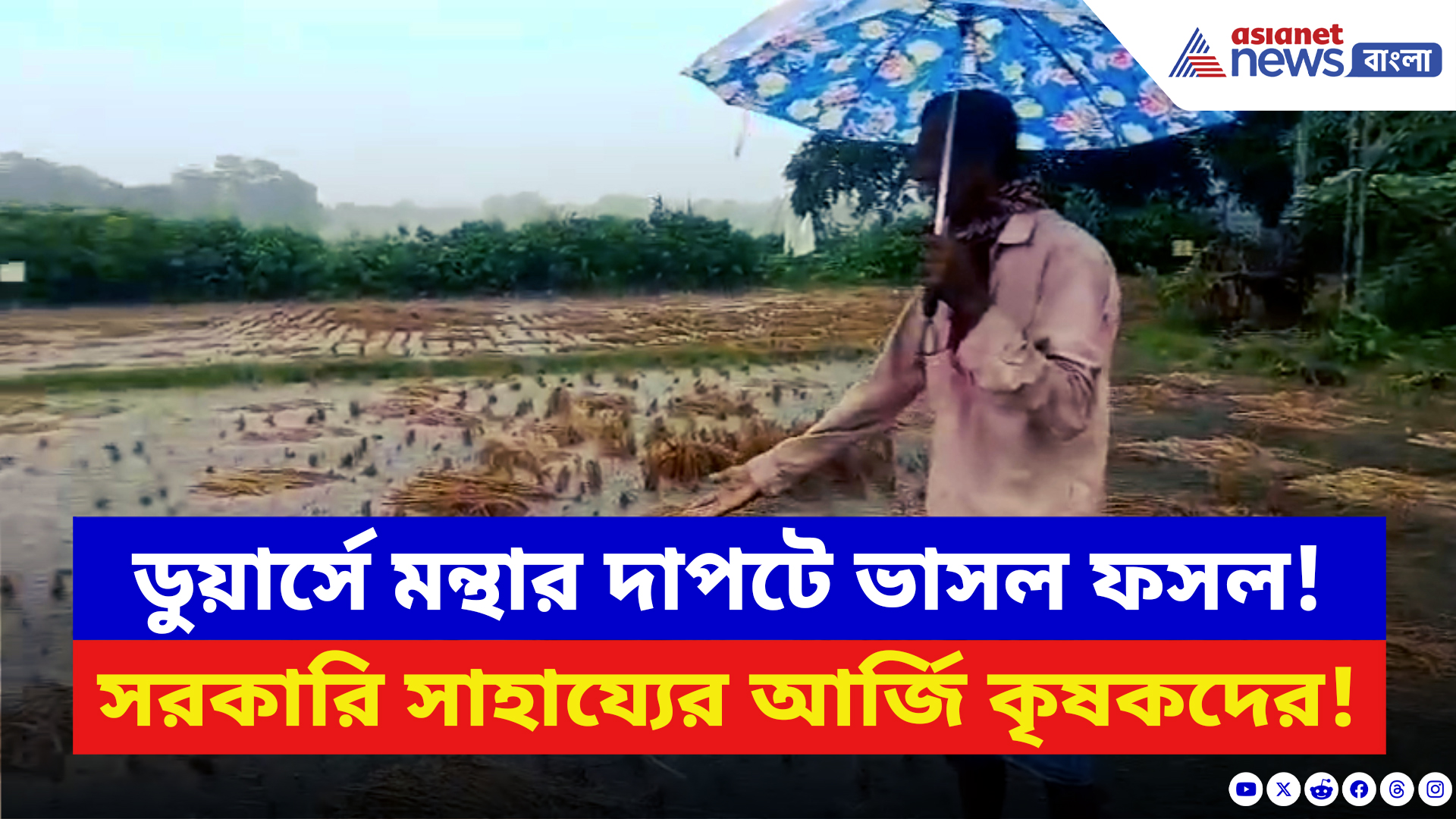 Jalpaiguri News: মন্থার তাণ্ডবে বিস্তীর্ণ কৃষিজমি জলের নীচে! সরকারি সাহায্যের আর্জি কৃষকদের