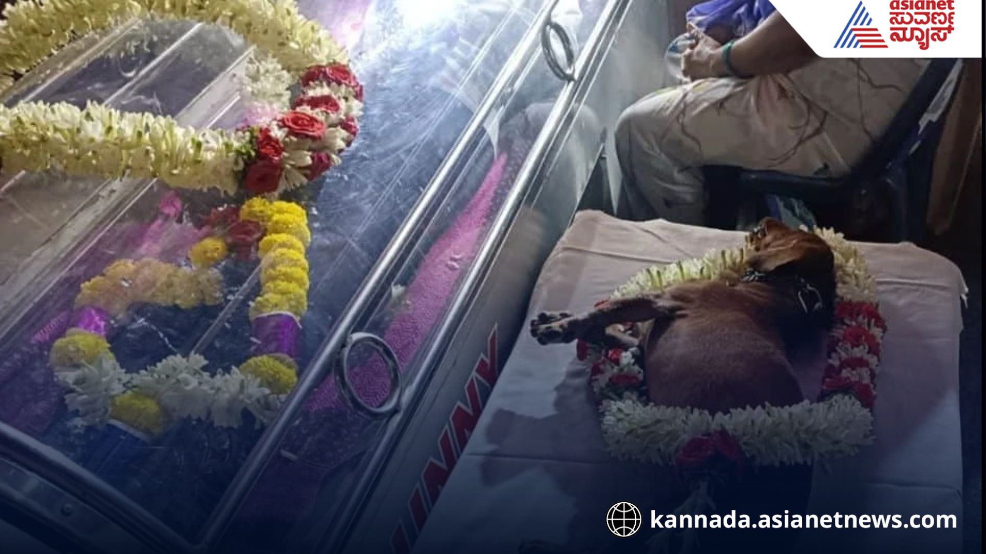 Bhadravathi dog dies after owner death Bhadravathi dog dies after owner death
