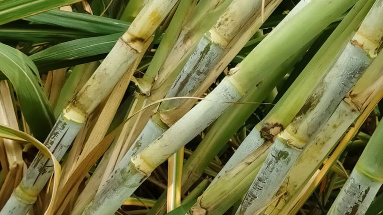 Sugarcane