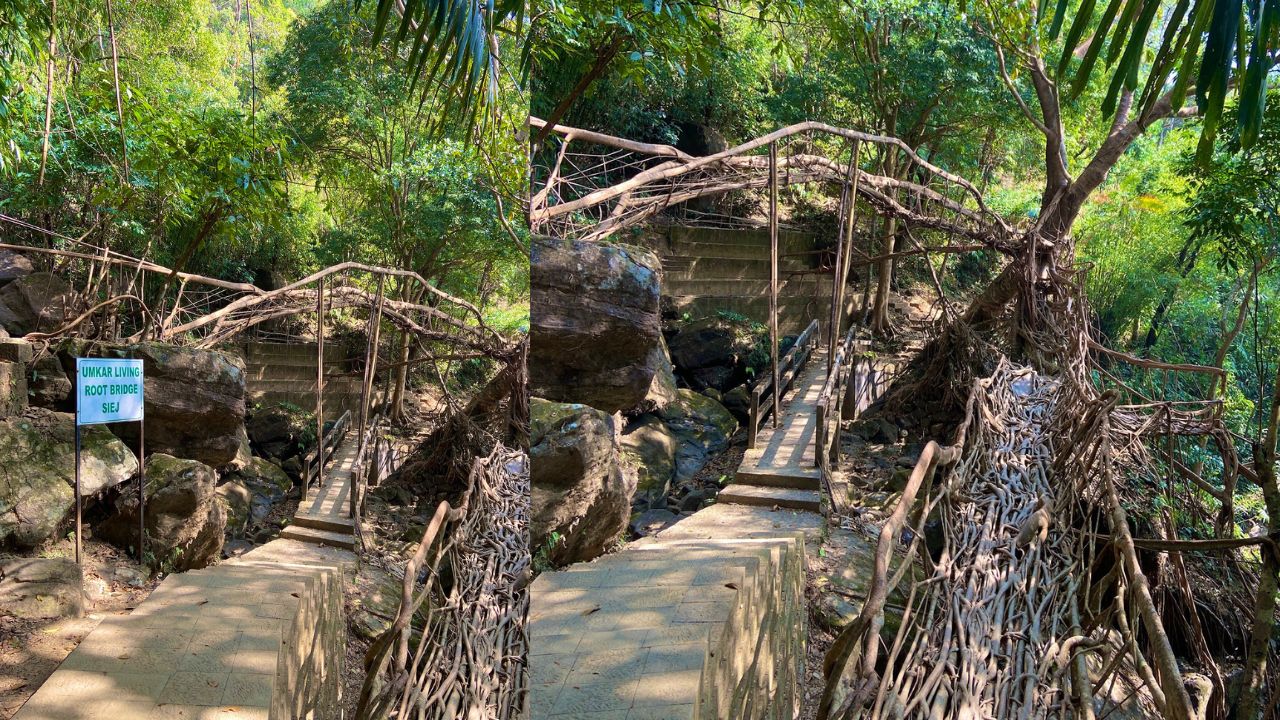meghalaya living root bridge