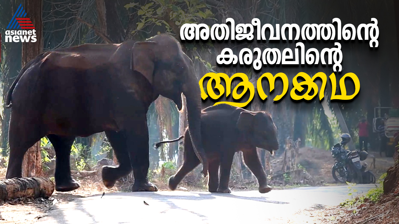 തുമ്പിക്കൈയില്ലാതെ ആനക്കുട്ടി, അതിജീവനത്തിന്‍റെ കരുതലിന്‍റെ ആനക്കഥ