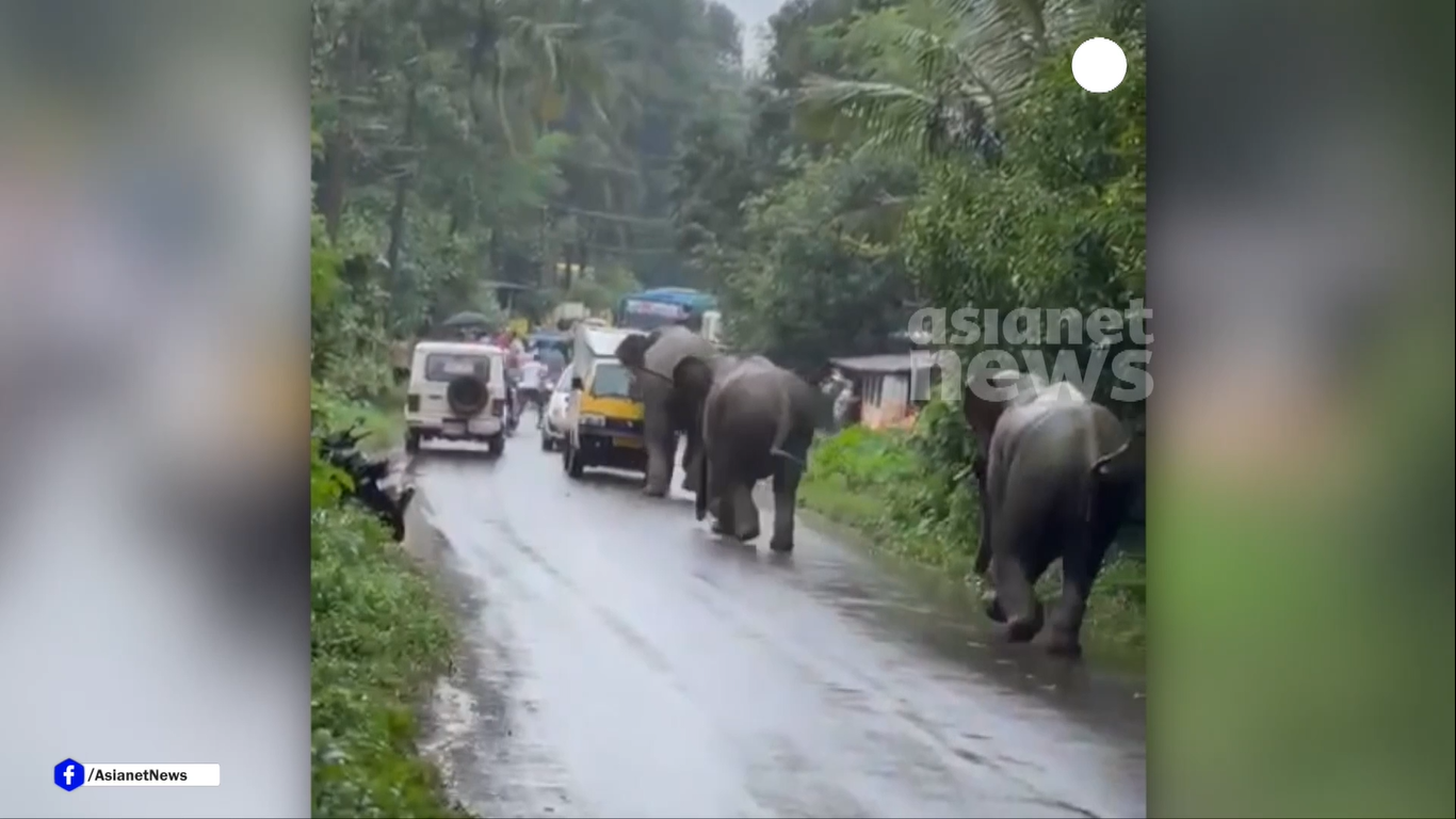 വനസംരക്ഷണത്തിന് കോടികള്‍, വന്യജീവി ആക്രമണ ഇരകള്‍ക്ക് നല്‍കാന്‍ പണമില്ല: യുഡിഎഫ്
