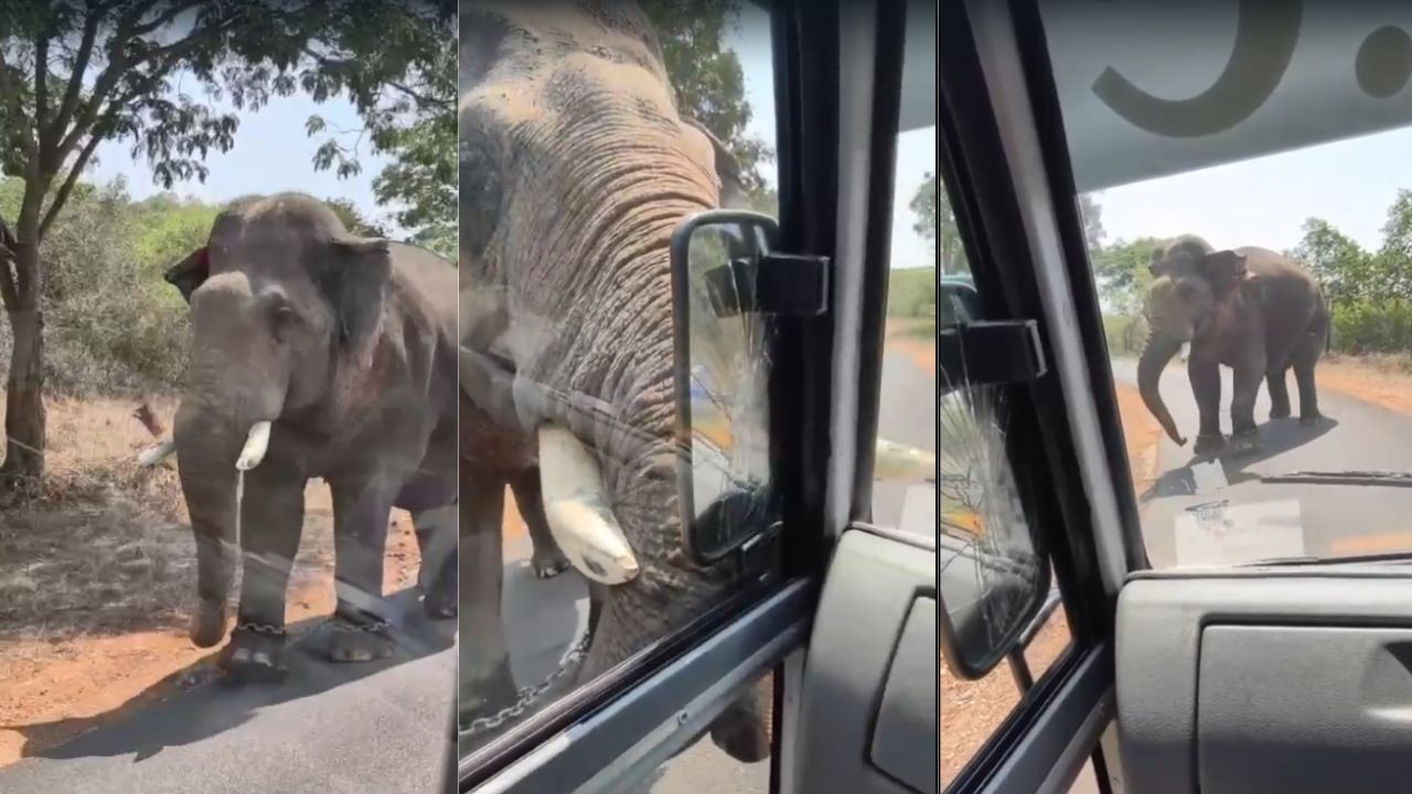 bannerghatta safari elephant vanaraja attack