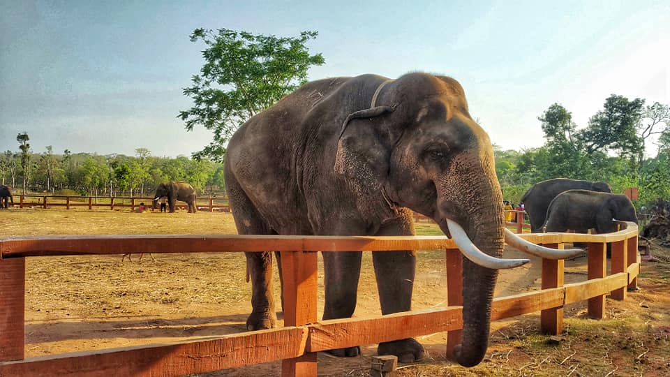elephant