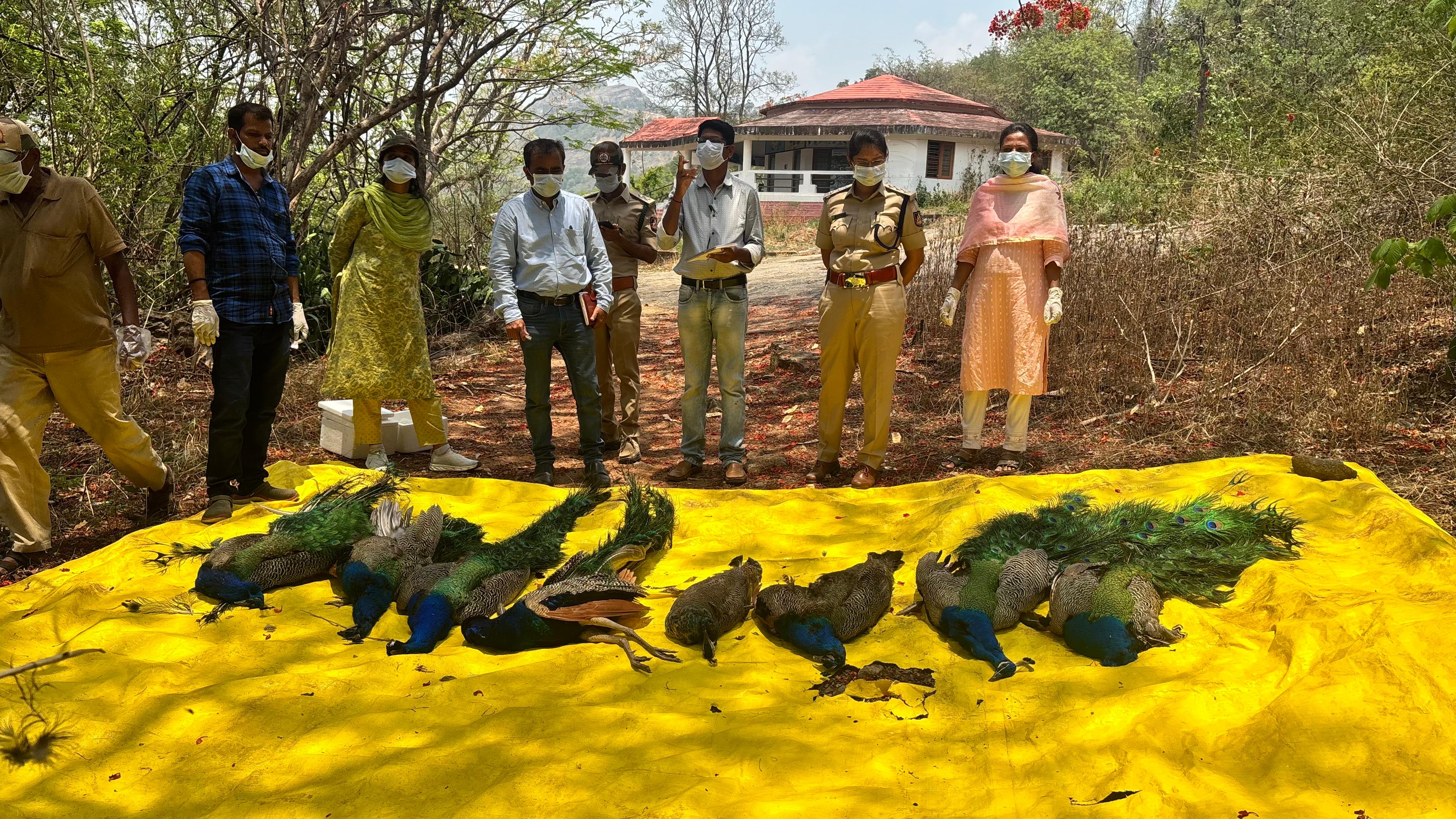 Tumakuru peacock deaths