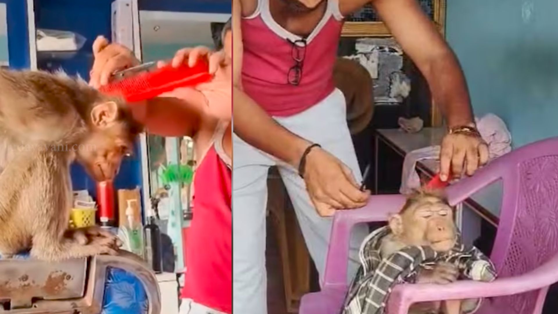 Chamarajanagar Barber Gives Haircut to Monkey That Walked Into Salon