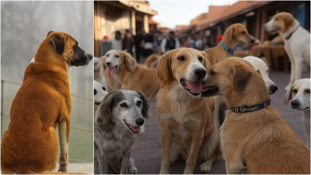 Dogs