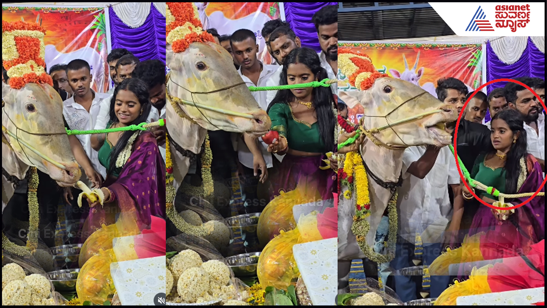 ವರ್ತೂರು ಸಂತೋಷ್​ ಹಸು ಮಾಲಾಶ್ರಿಗೆ ರಕ್ಷಿತಾ ಶೆಟ್ಟಿ ಮೇಲೆ ಏಕಿಷ್ಟು ಕೋಪ? ಏನ್​ ಮಾಡ್ತು ನೋಡಿ