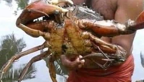 Crab