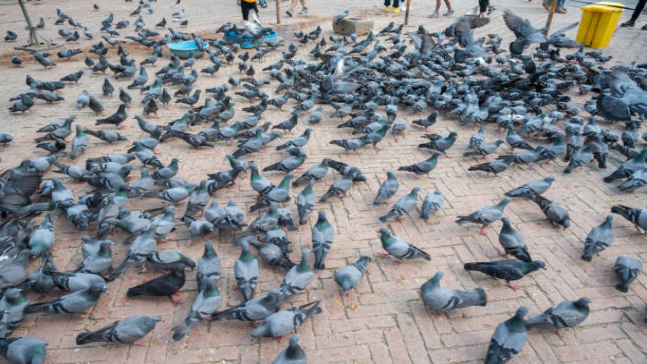 pigeon