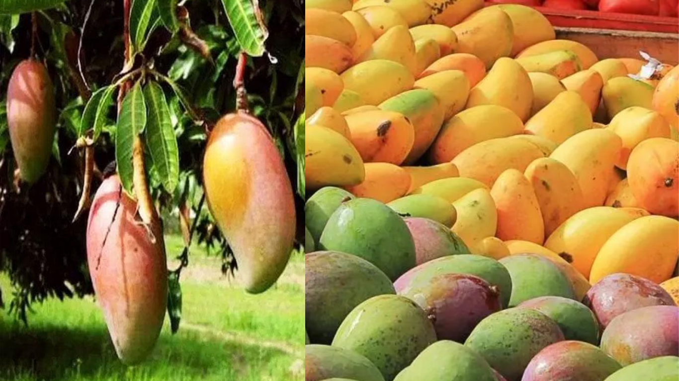 Karnataka Mango farmers