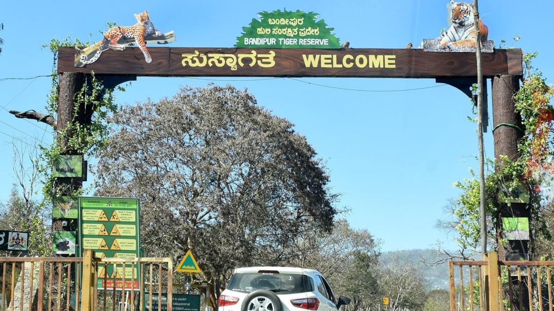 Bandipur-Nagarhole: Government permits full-scale safaris.