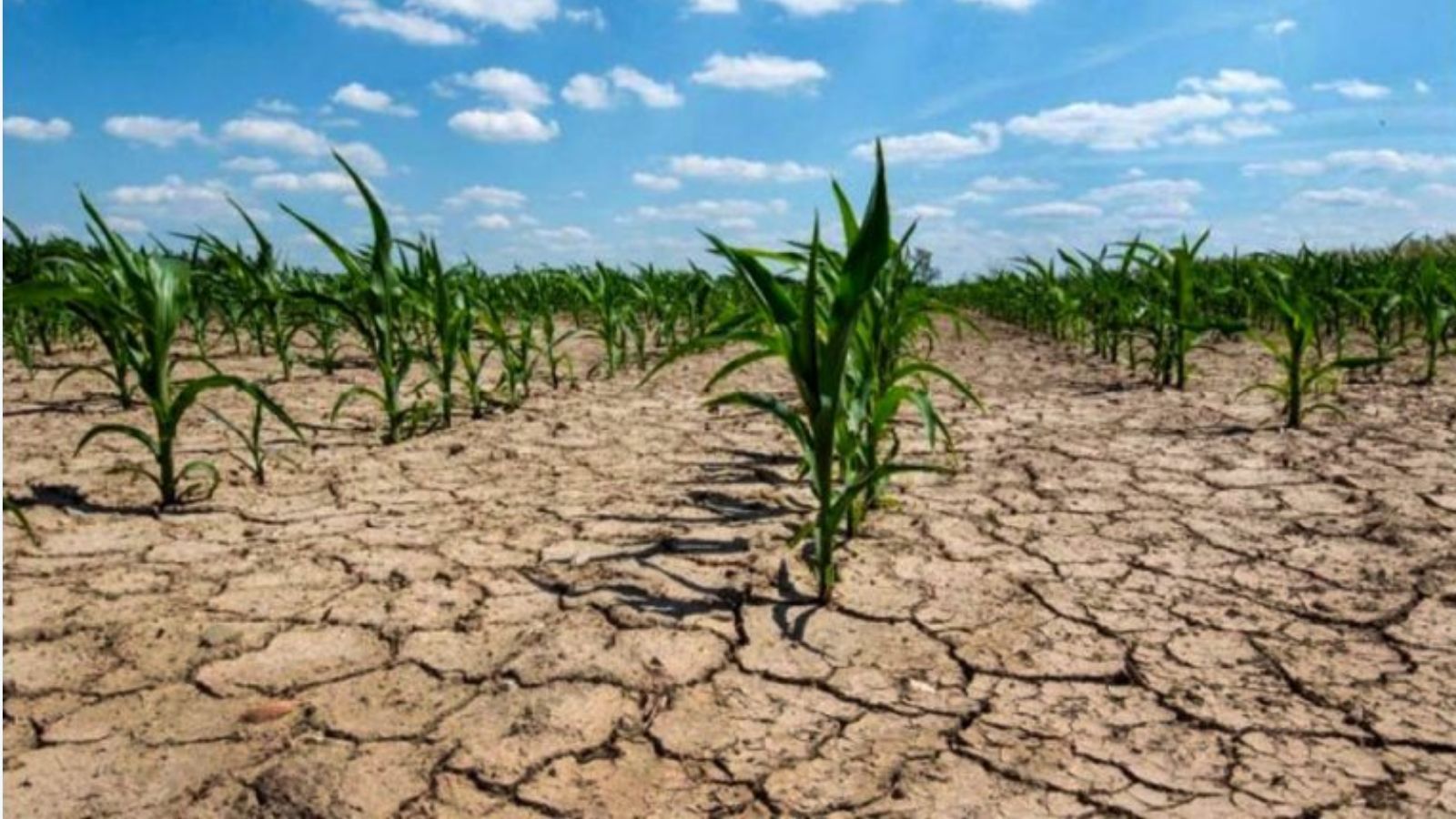 Drought