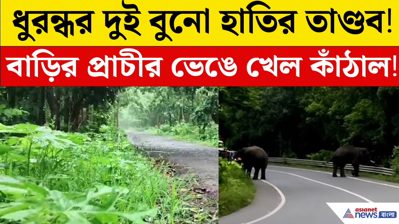 জাতীয় সড়ক থেকে জনবসতি দাপাচ্ছে দাঁতাল