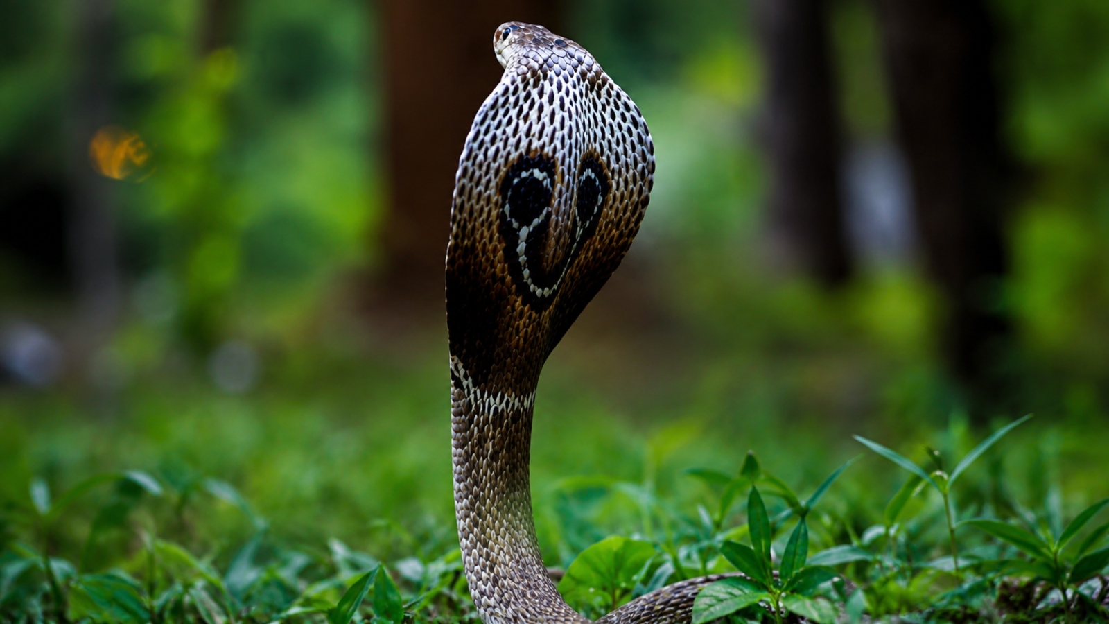 Snake