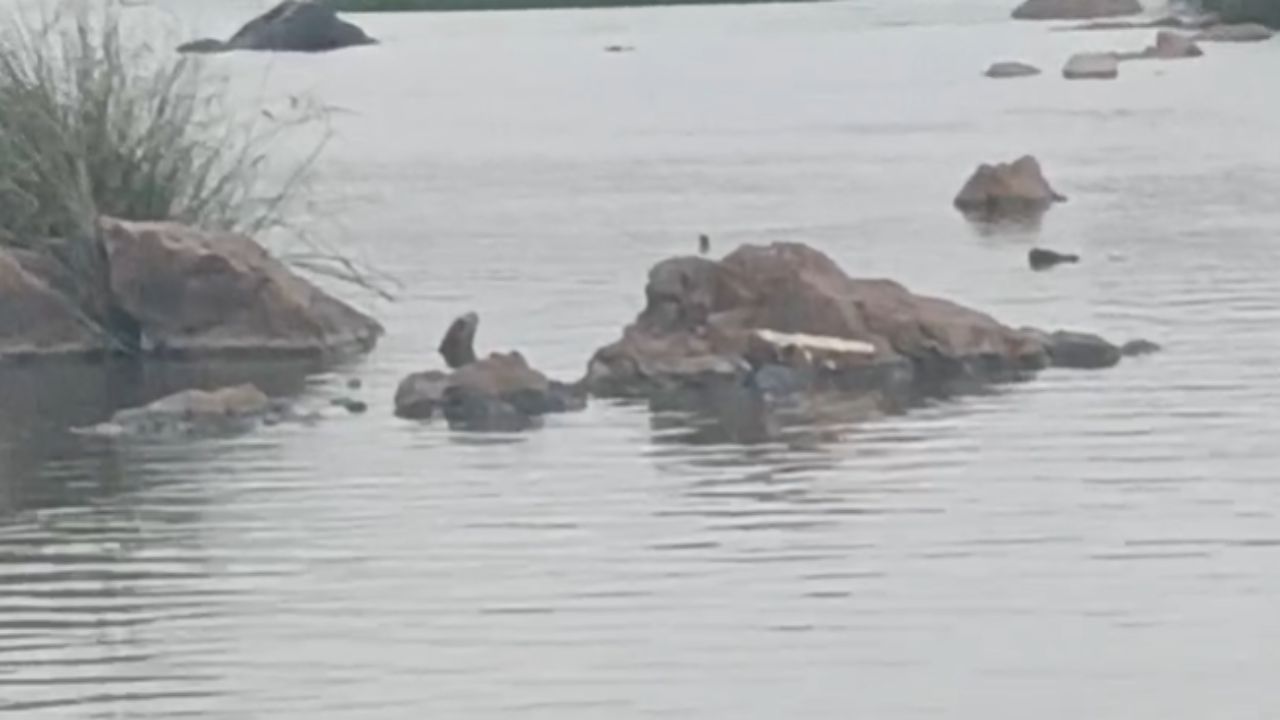 Cauvery