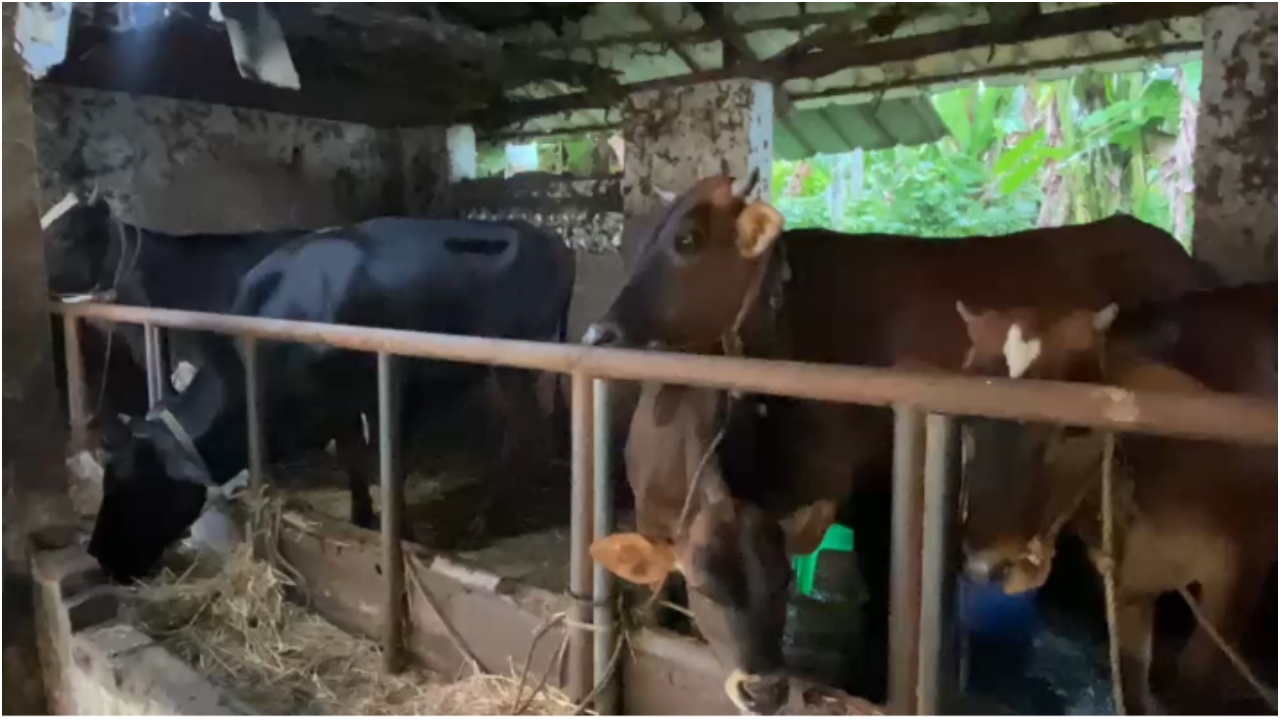 COW