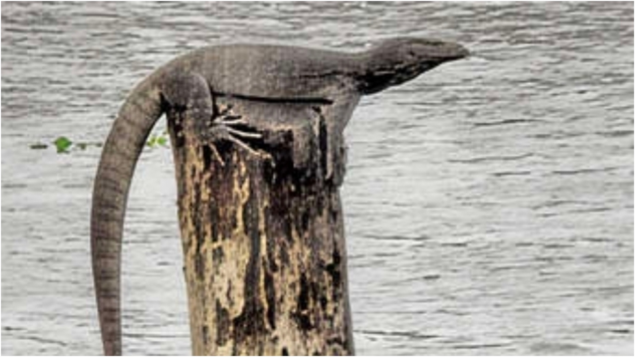 Monitor lizards