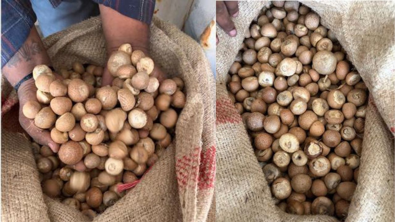 Areca Nut Scam