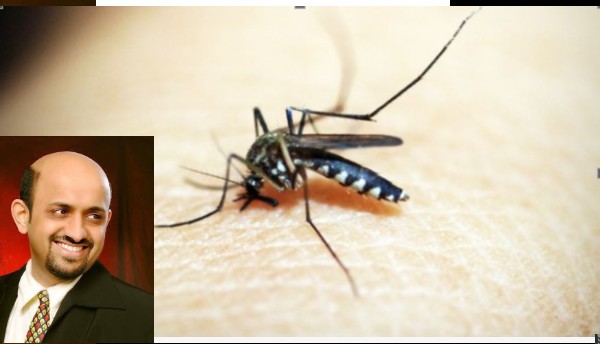 Mosquito