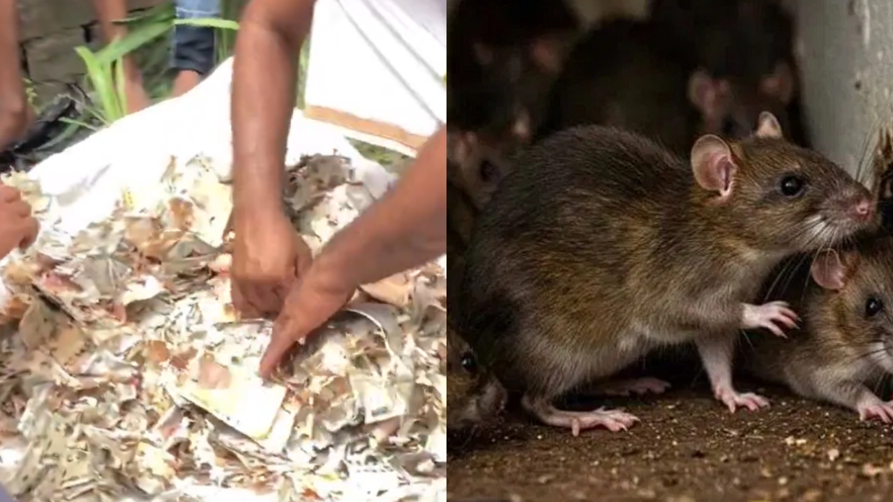 UP Woman Saves ₹12 Lakh Secretly For Gold, Rats Destroy Cash Kept In Trunk
