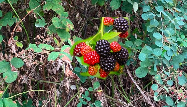 berry