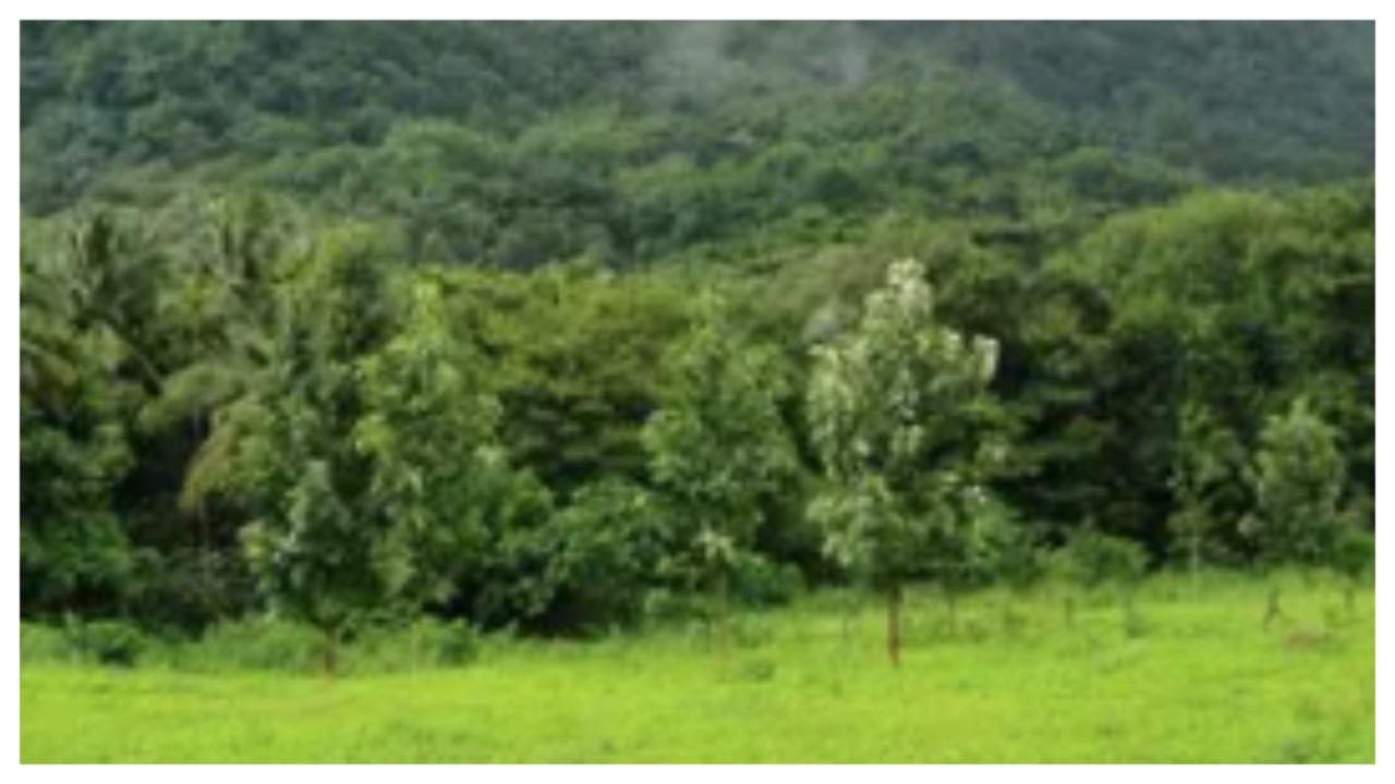 forest