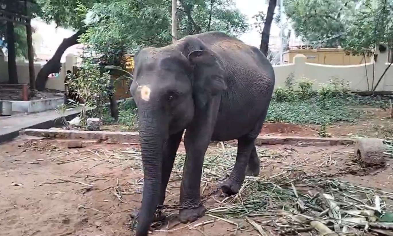 Elephant