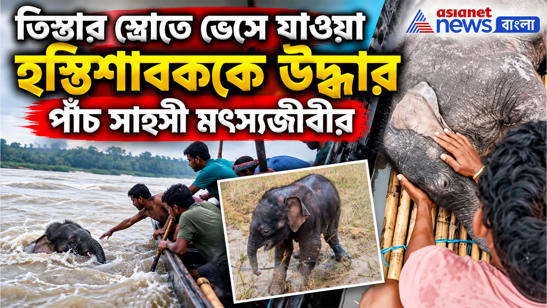 তিস্তার স্রোতে ভেসে যাওয়া হস্তিশাবককে উদ্ধার পাঁচ সাহসী মৎস্যজীবীর! ভিডিও ভাইরাল