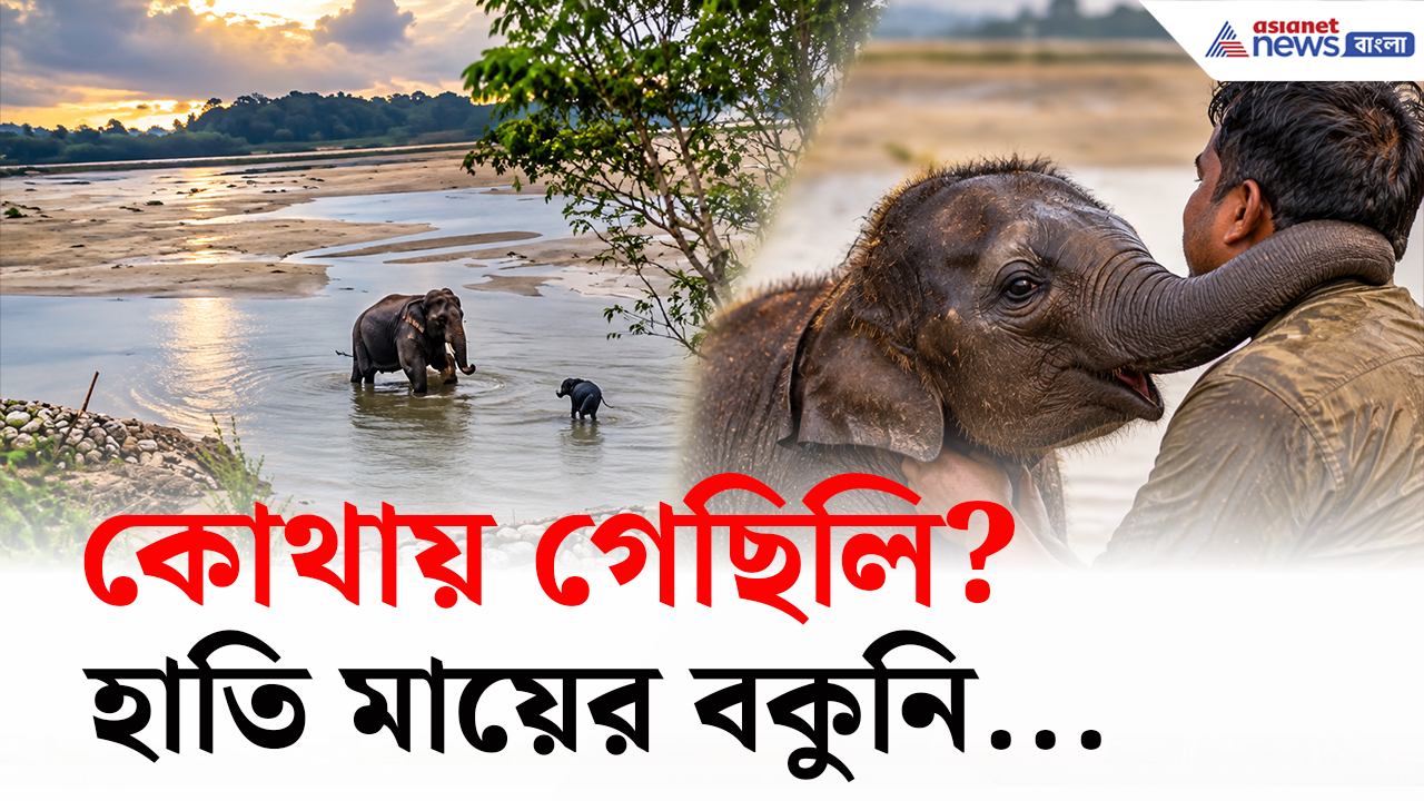 Elephant Rescue: তিস্তার স্রোত থেকে উদ্ধার হস্তিশাবক, মায়ের কাছে ফিরতেই বকুনি! তারপর যা করল