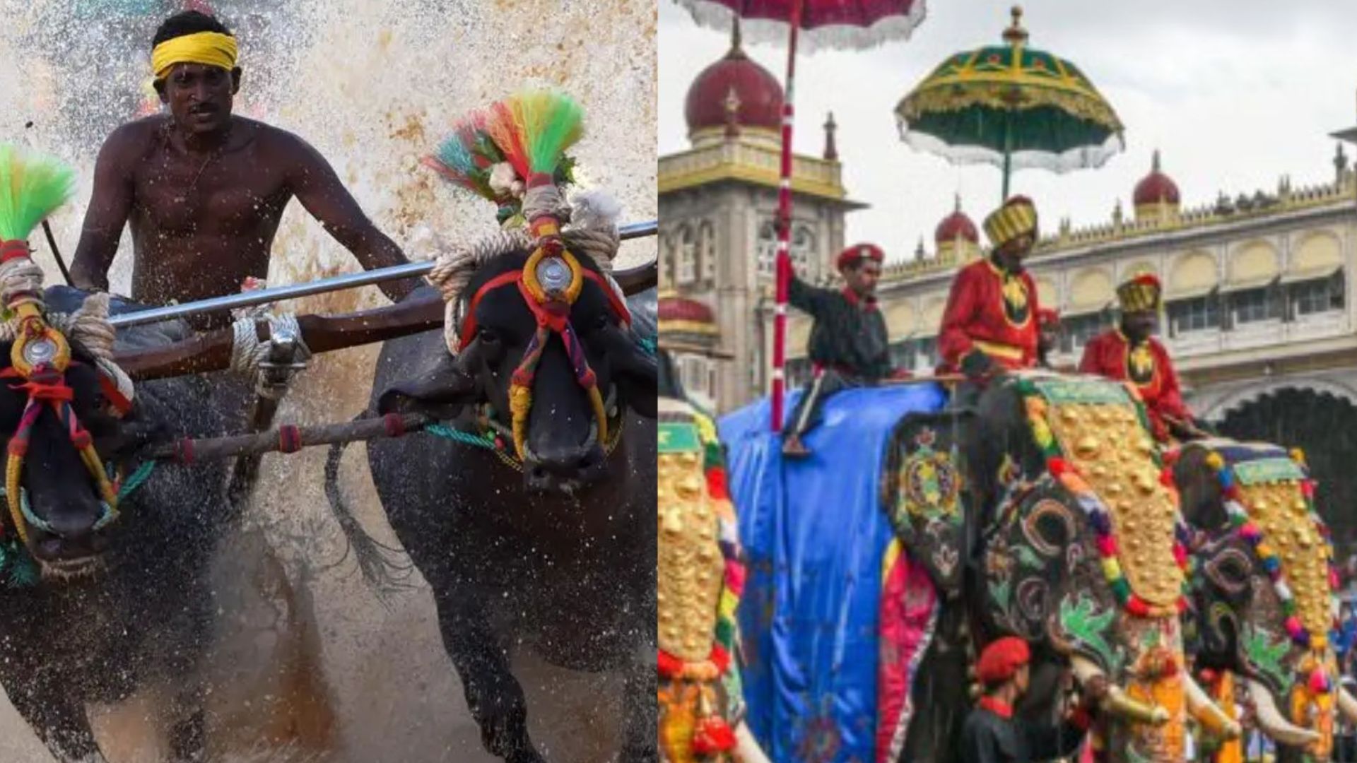 Mysuru dasara kambala 2026