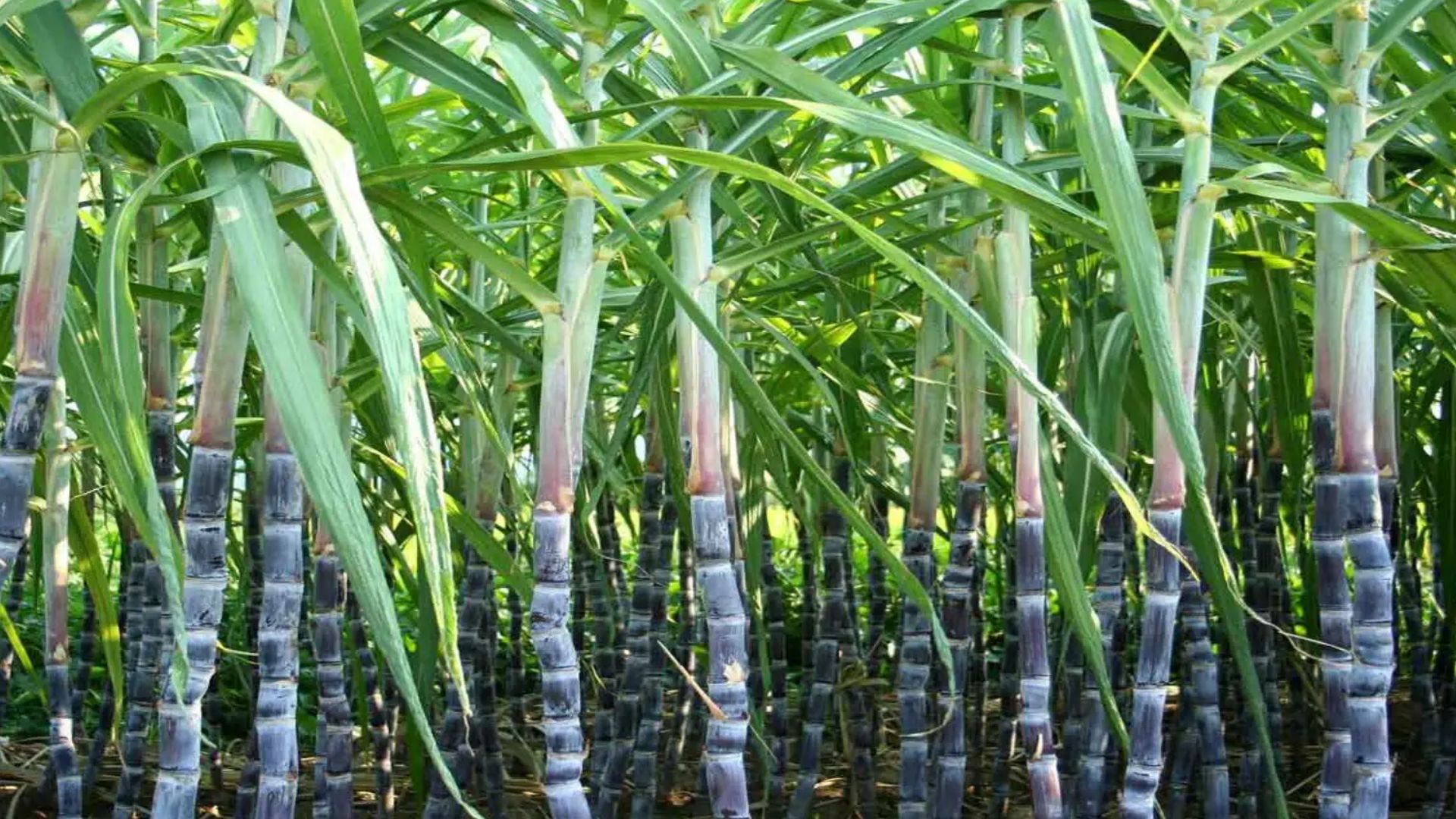 Sugar cane farmer