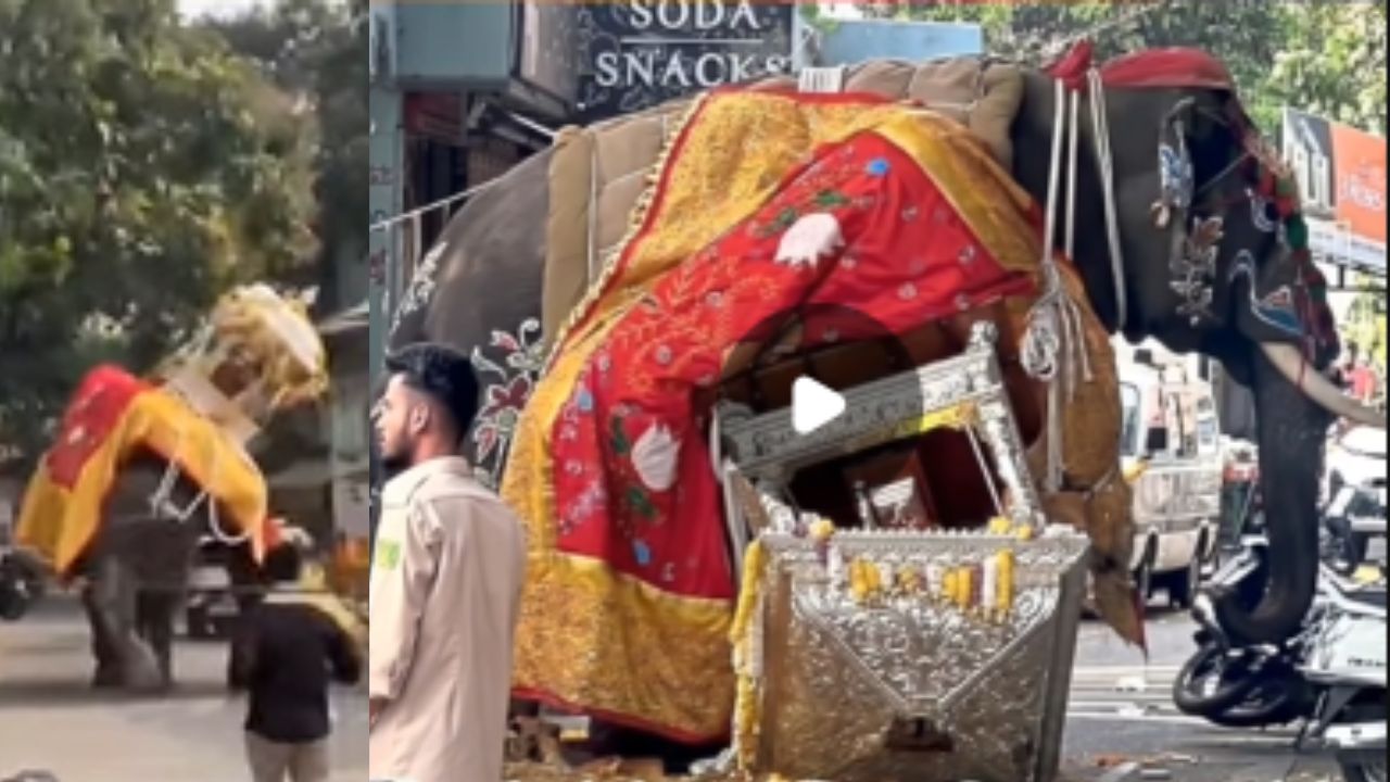 Shivamogga elephant Dasara ambari fall