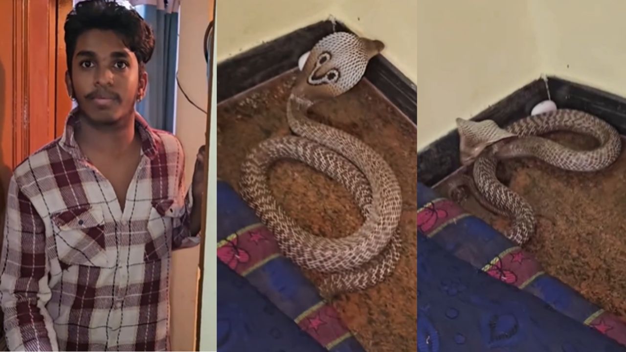 Bengaluru Cobra Snake