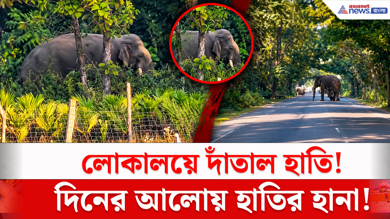 North Bengal News : দিনের আলোয় লোকালয়ে দাঁতাল হাতির দাপট! আলিপুরদুয়ারের মাদারিহাটে আতঙ্ক