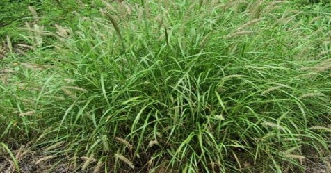 poultry grass-cultivation-can-lead-to-a-shortage-of-fod