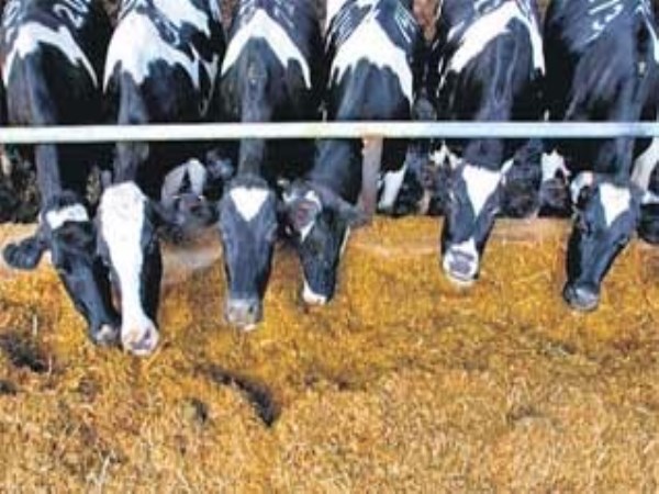 This method will help you select a suitable livestock farm