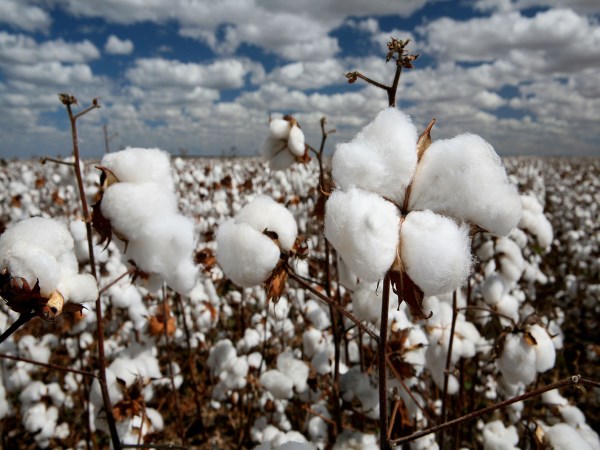 Ask this advice to get a high yield on cotton cultivation ...