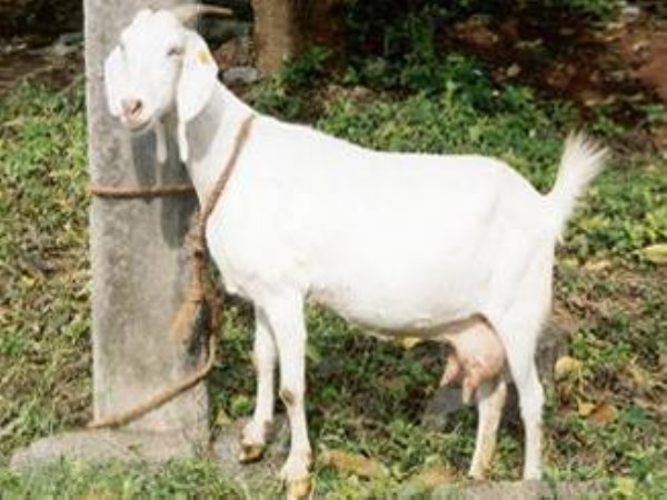 Goat species and their characteristics can be found here ...