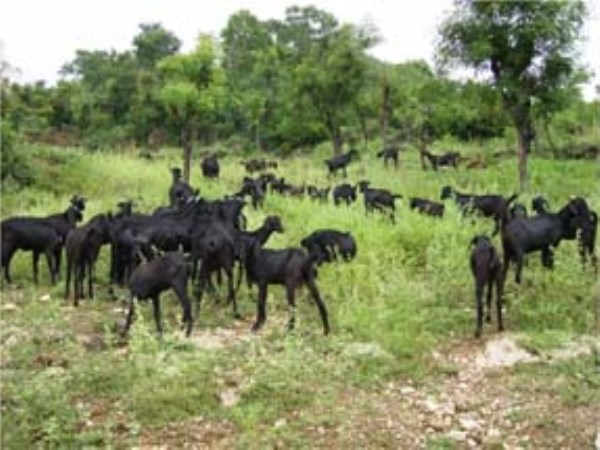 Are the diseases caused by bacteria in the goats? You can read this ...