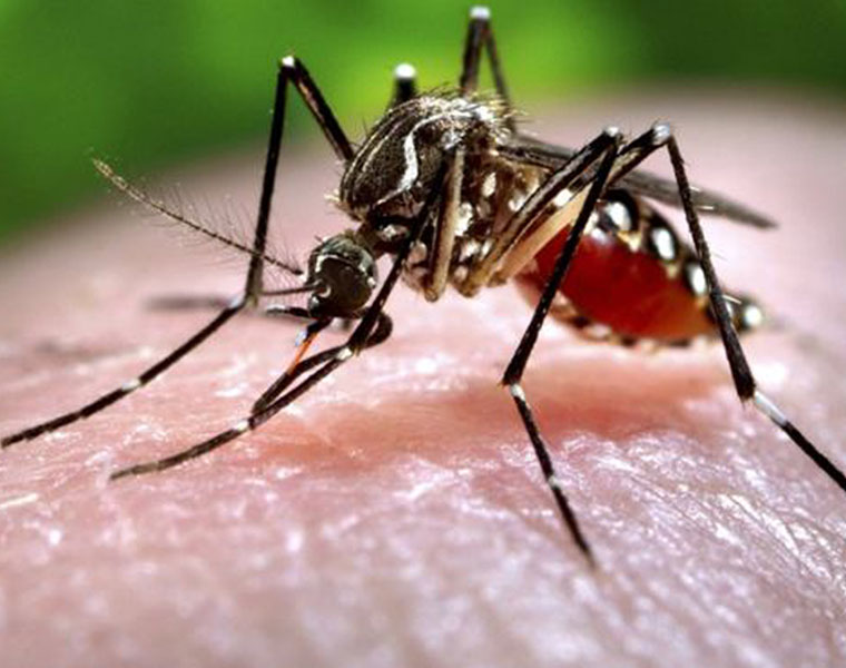 Twitter bans man for death threat against mosquito