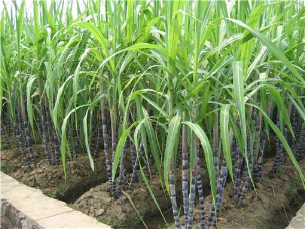 These pest to sugarcane plant are the first enemy ... ways to prevent ...